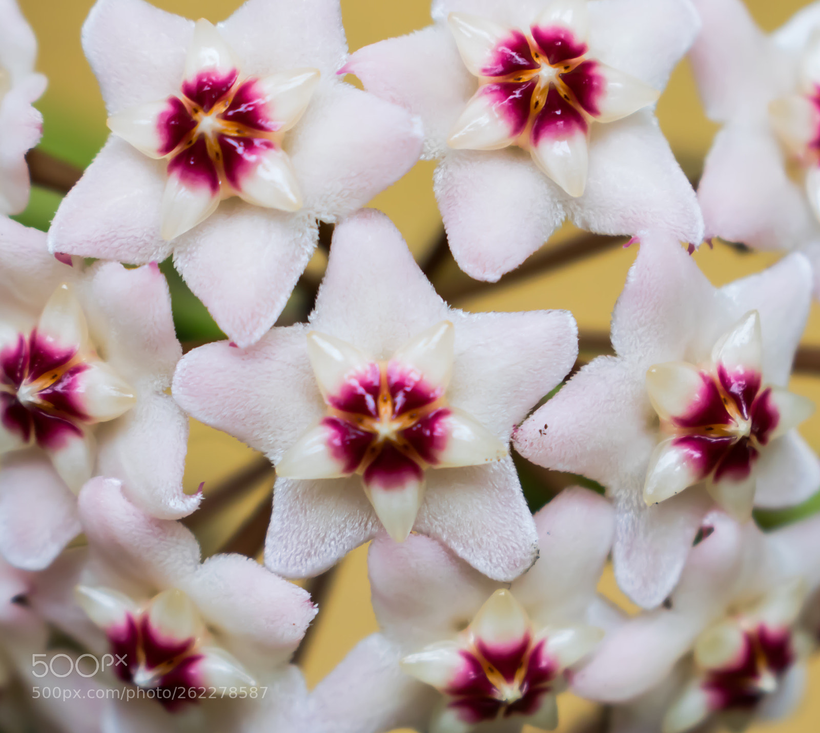 Nikon D3300 sample photo. Hoya 2 photography