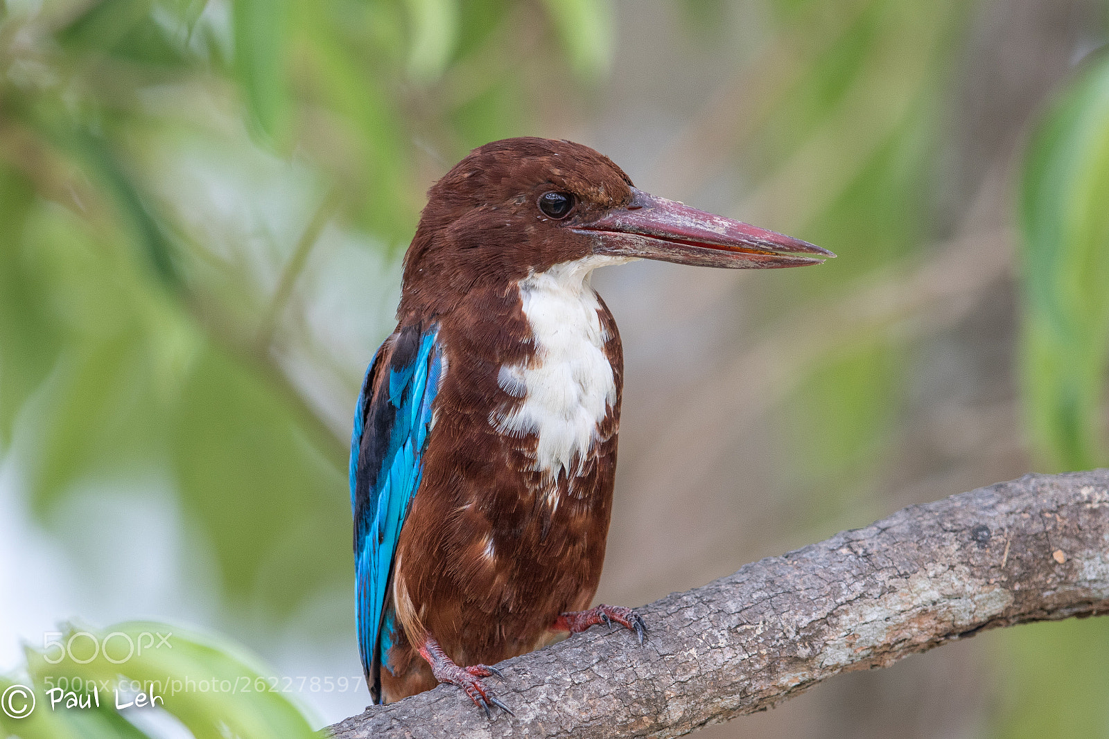 Canon EOS 7D Mark II sample photo. White-throated kingfisher, malaysia photography