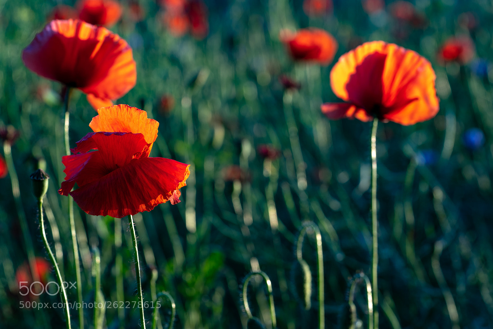 Sony a7R III sample photo. Poppies in the meadow 2 photography
