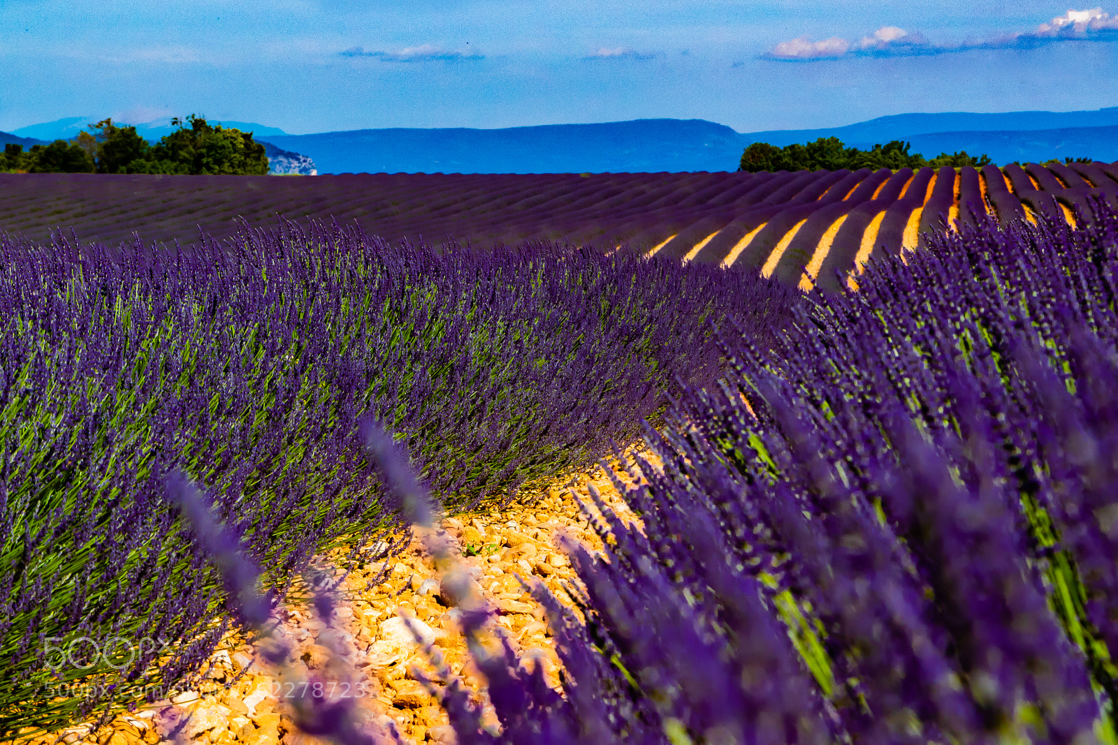 Canon EOS 1300D (EOS Rebel T6 / EOS Kiss X80) sample photo. Lavender in valensole photography