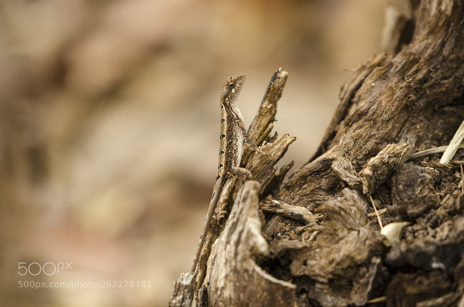 Nikon D7000 sample photo. Fan throated lizard photography