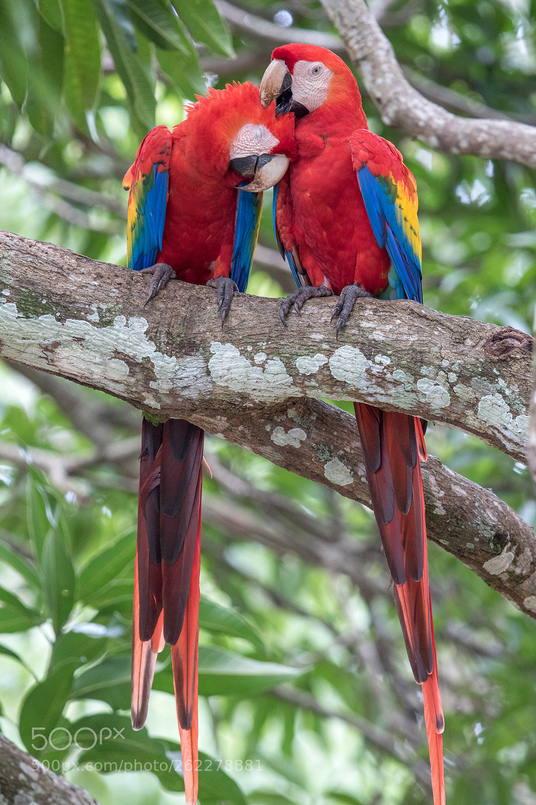 Canon EOS 7D Mark II sample photo. Scarlet macaws, corcovado costa photography
