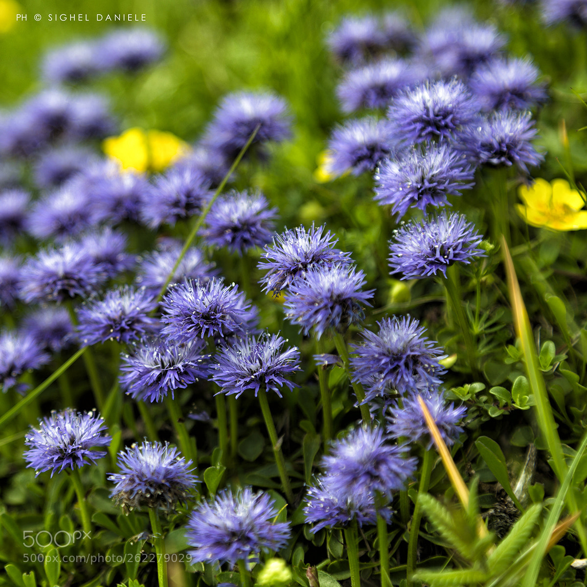 Canon EOS 6D sample photo. Globularia cardifolia photography