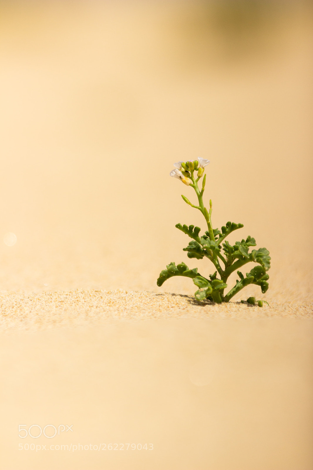Canon EOS 600D (Rebel EOS T3i / EOS Kiss X5) sample photo. Life in the dunes photography