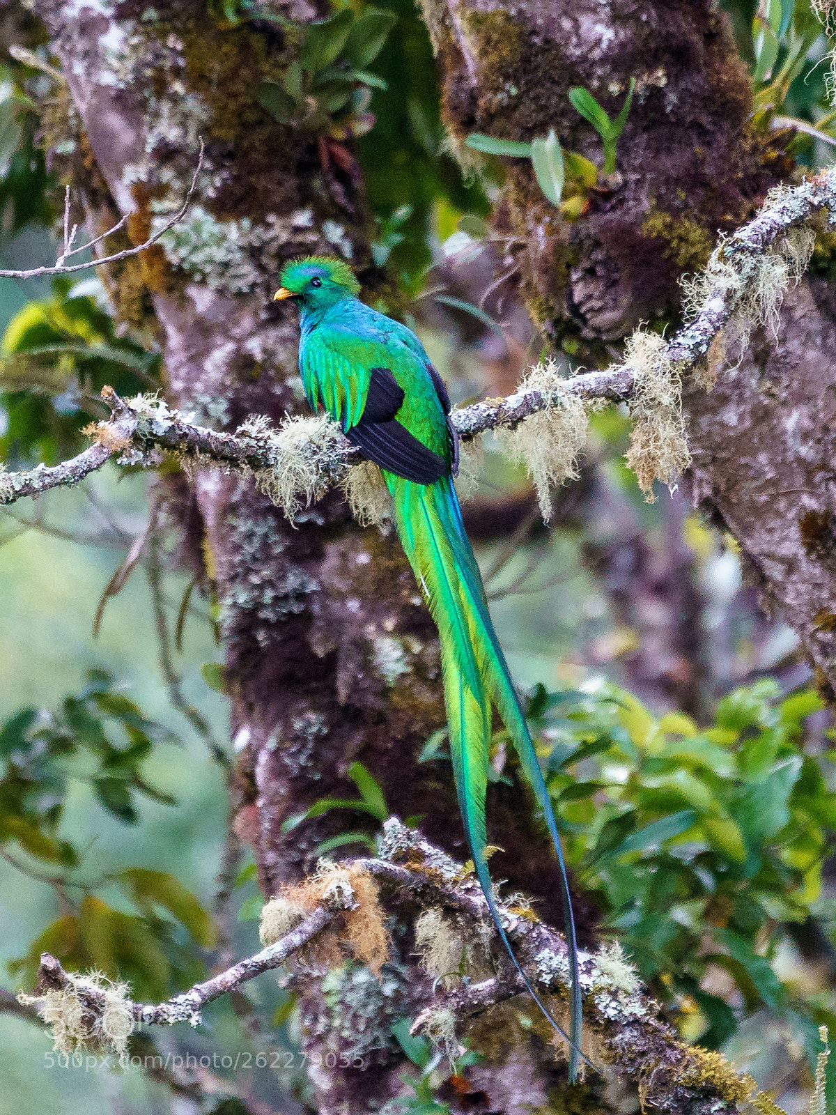 Sony a9 sample photo. Resplendent quetzal photography