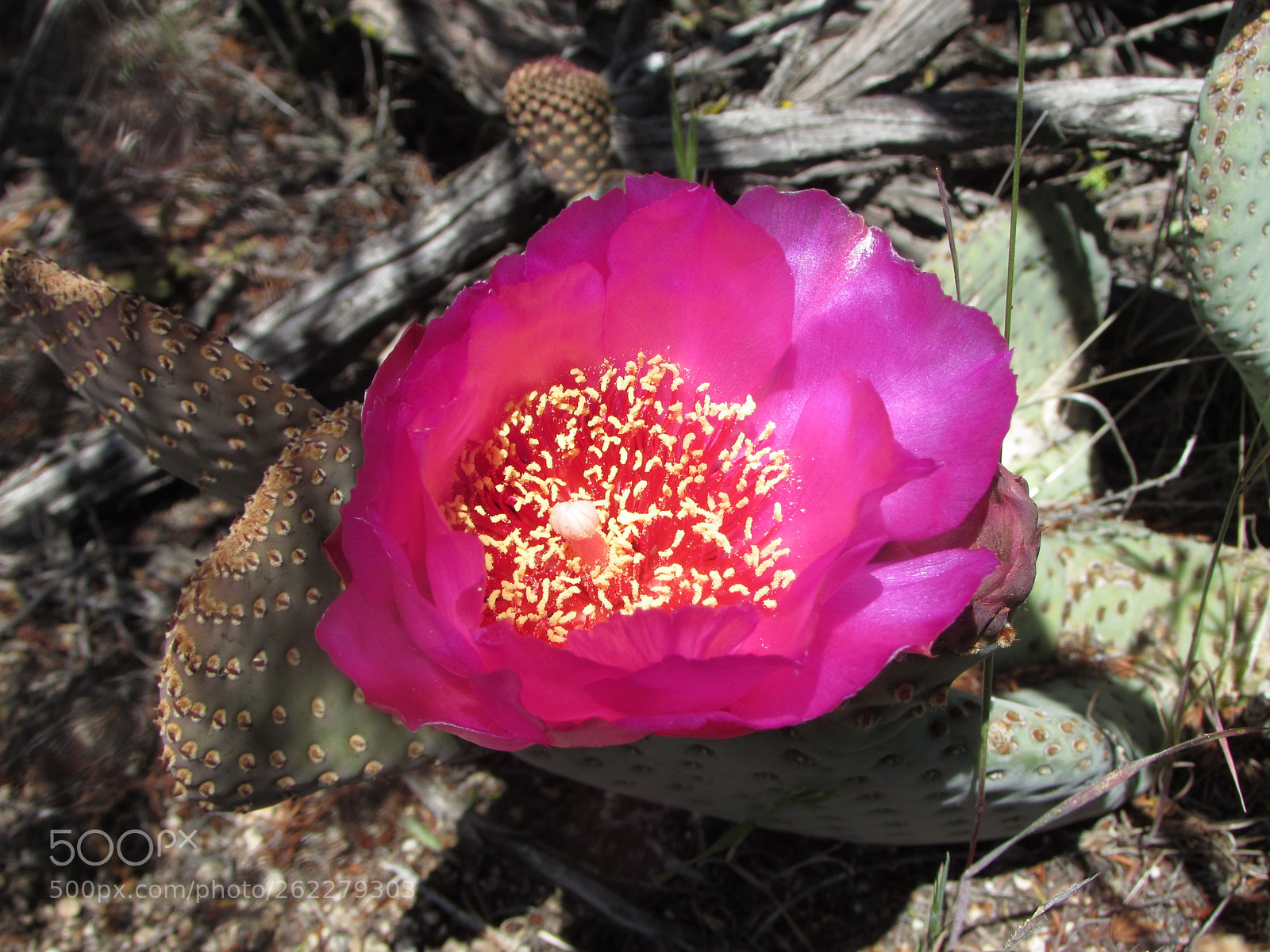 Canon PowerShot SX510 HS sample photo. Ranchita cactus wildflower photography