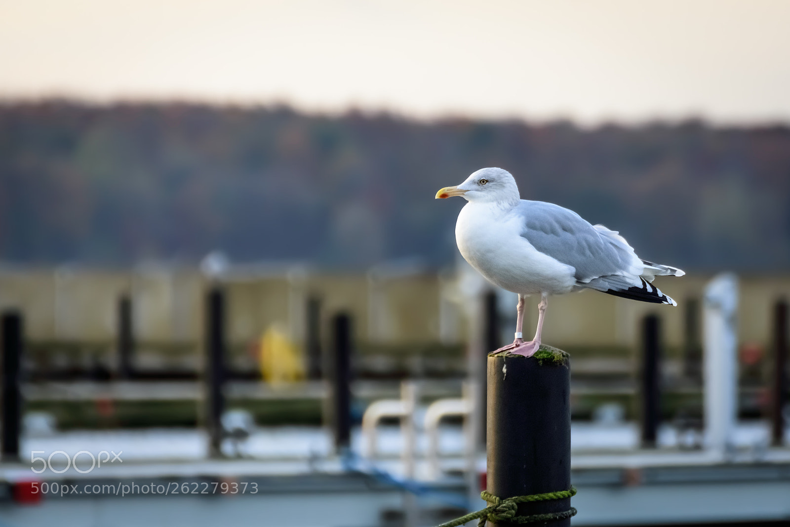 Nikon D3400 sample photo. Abhängen am hafen photography