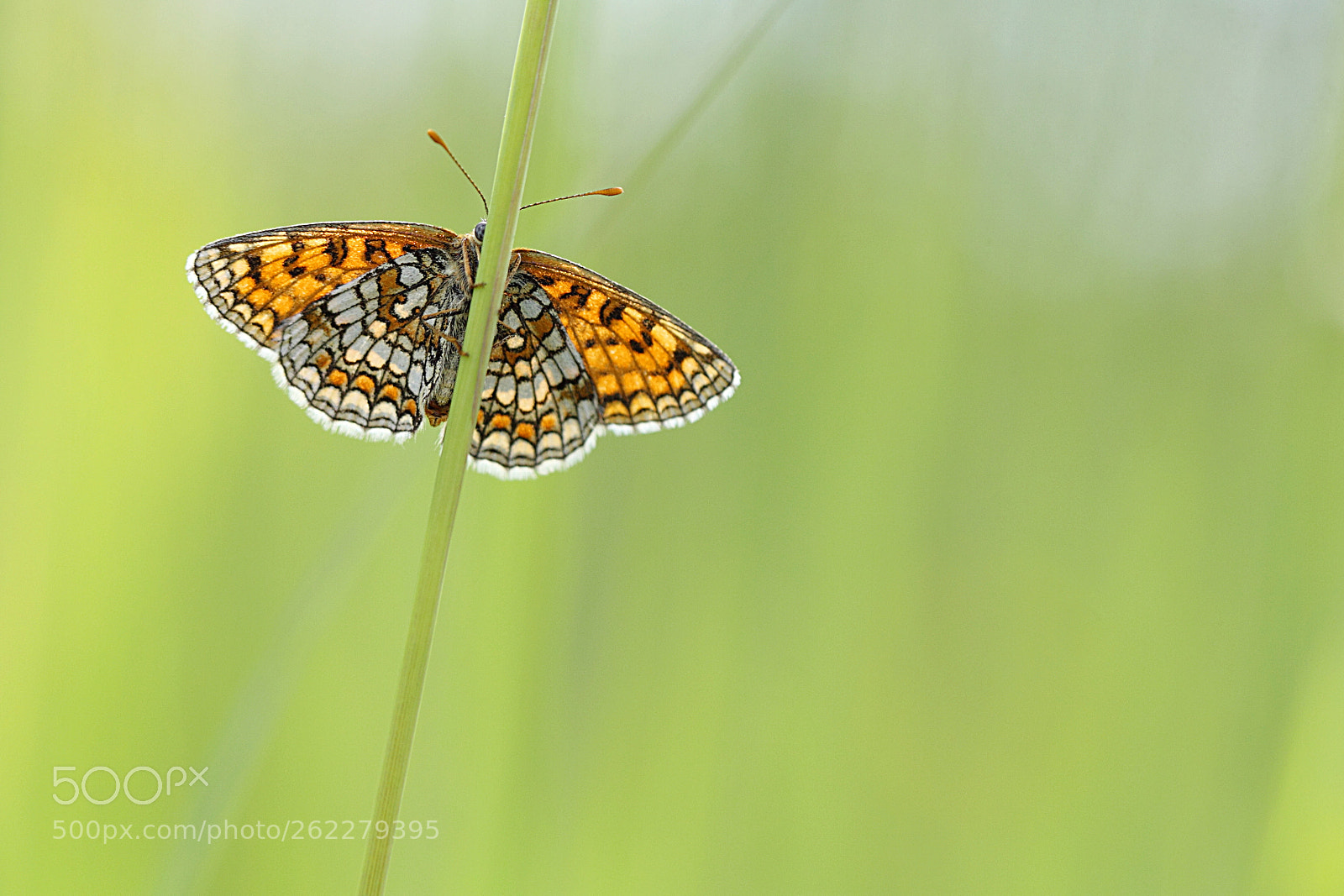Canon EF 100mm F2.8L Macro IS USM sample photo. Basking... photography