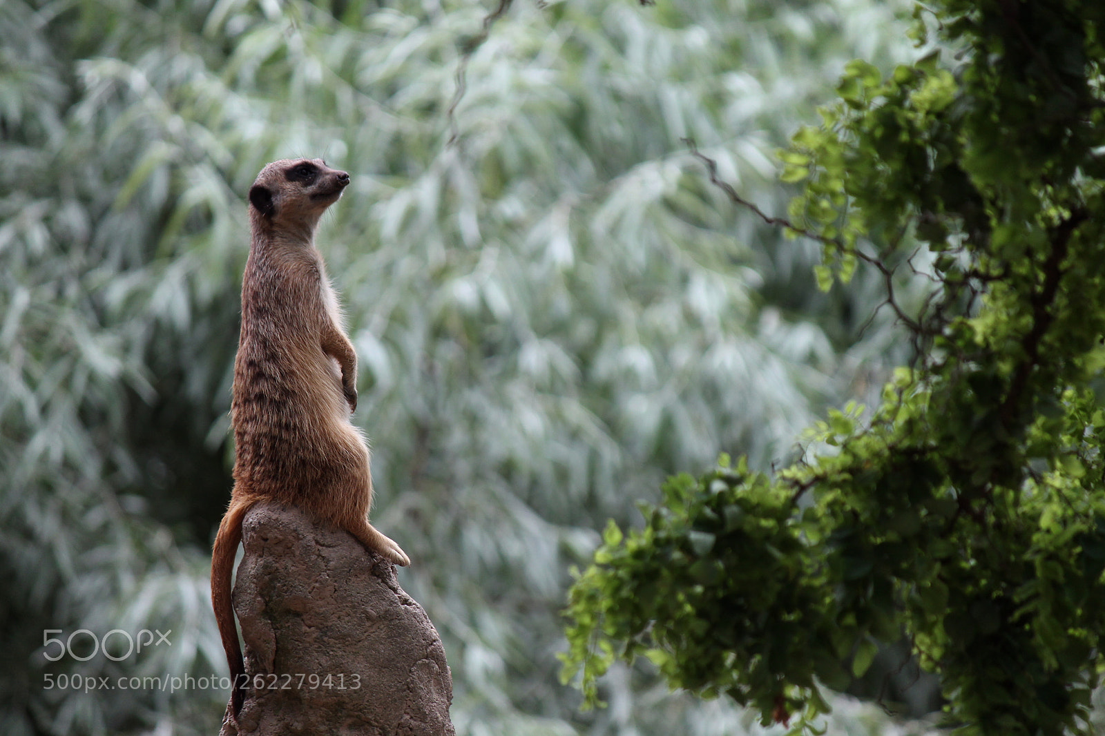 Canon EF-S 55-250mm F4-5.6 IS II sample photo. Img photography