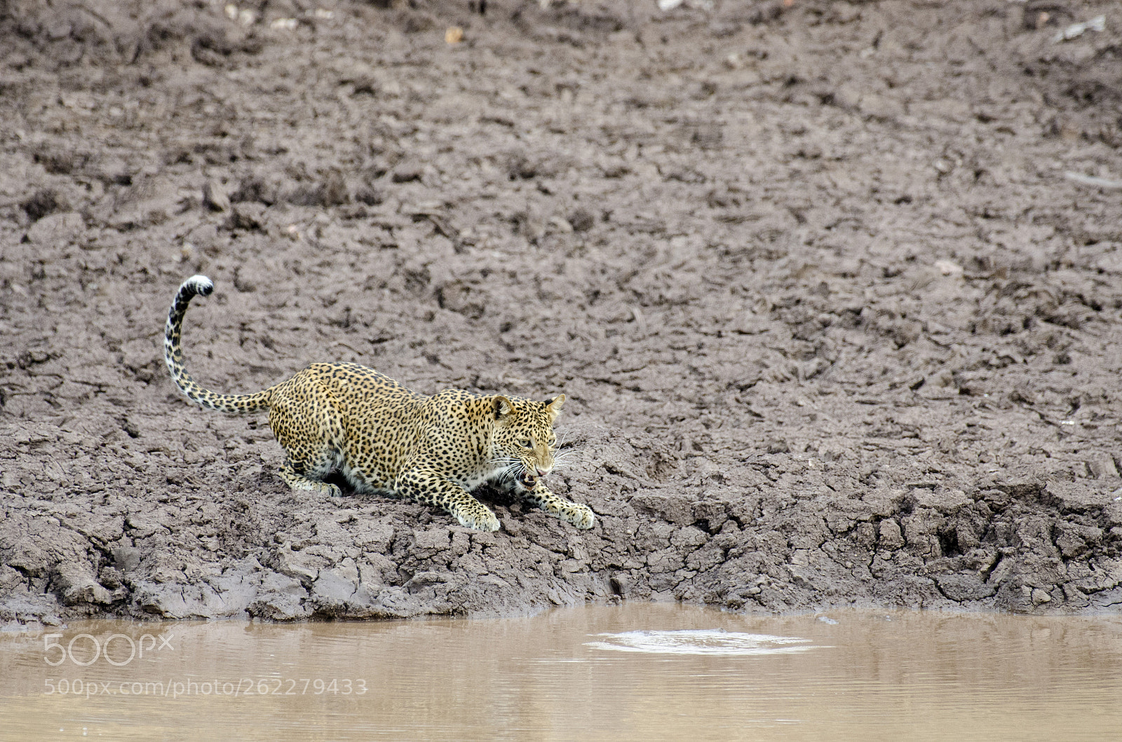 Nikon D7000 sample photo. Indian leopard photography