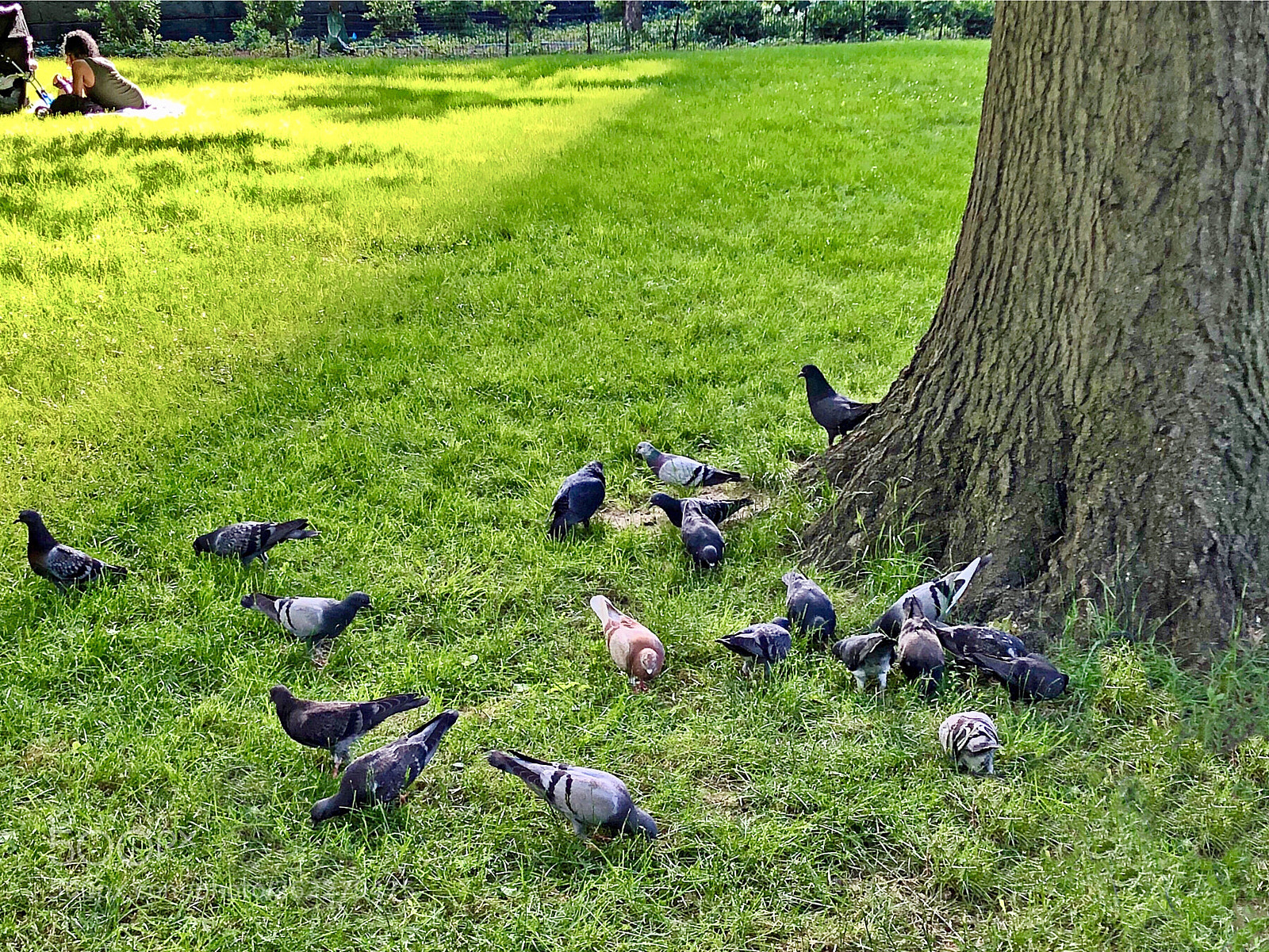 Apple iPhone X sample photo. Central park photography