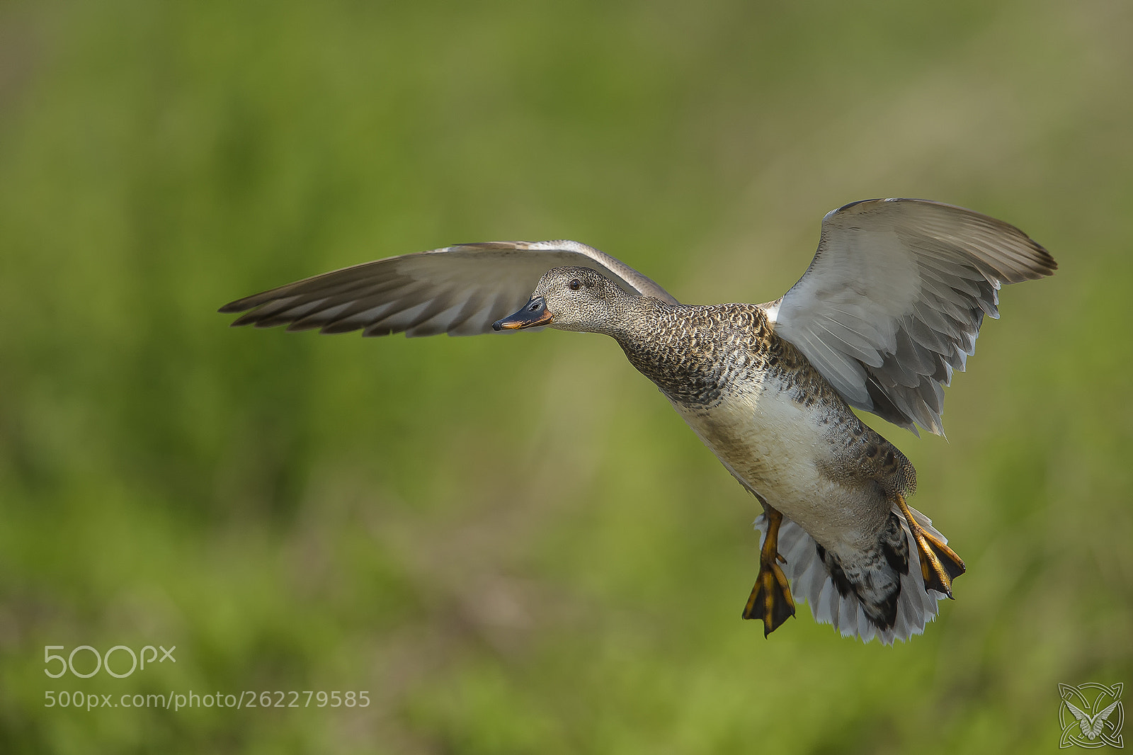 Nikon D4S sample photo. Anas strepera, canapiglia, canard photography