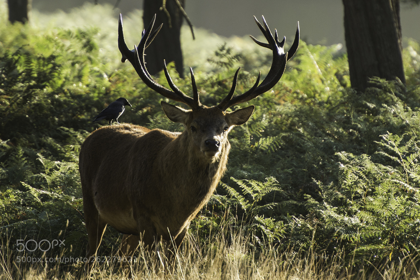 Nikon D800 sample photo. Stag photography