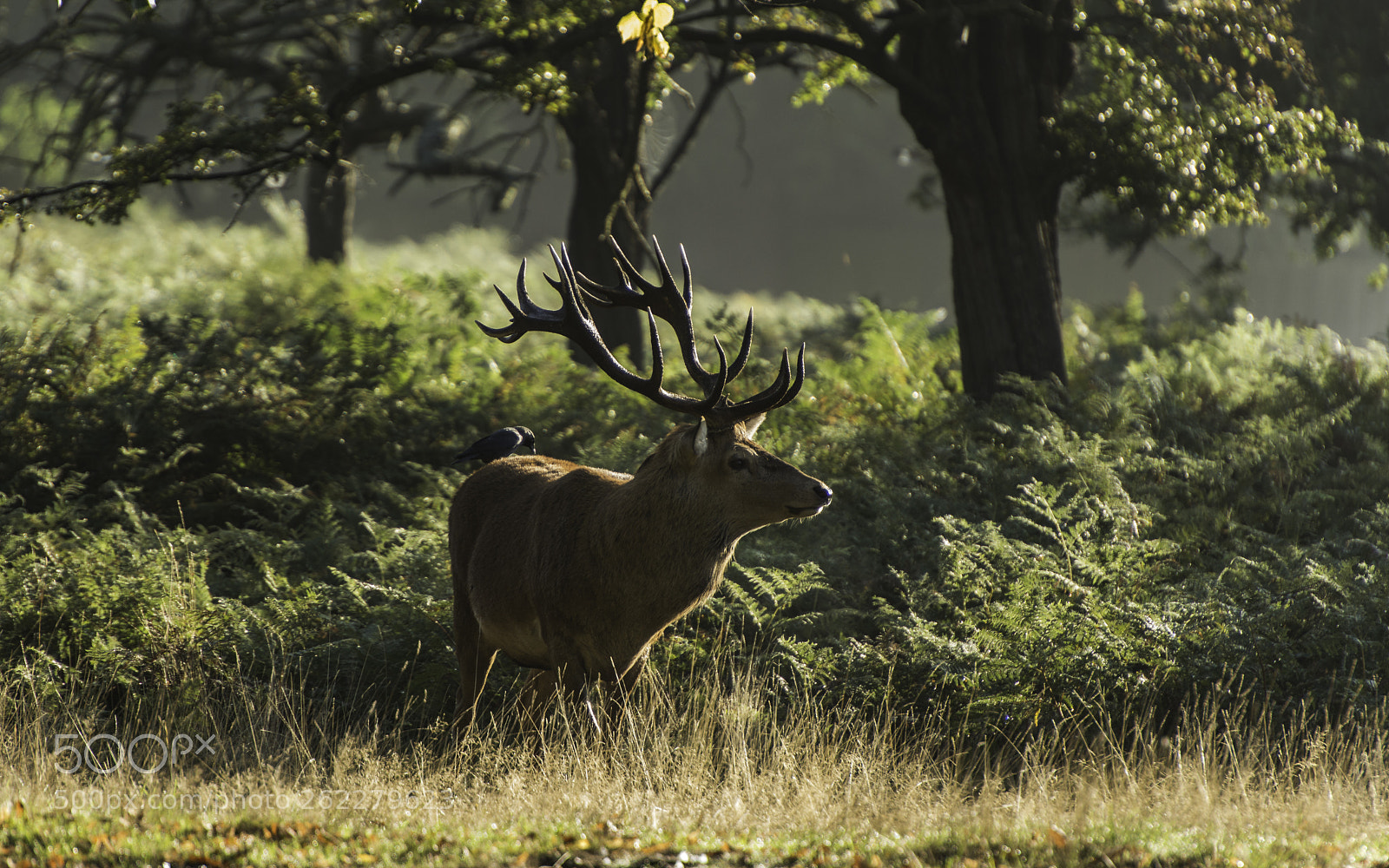 Nikon D800 sample photo. Stag photography