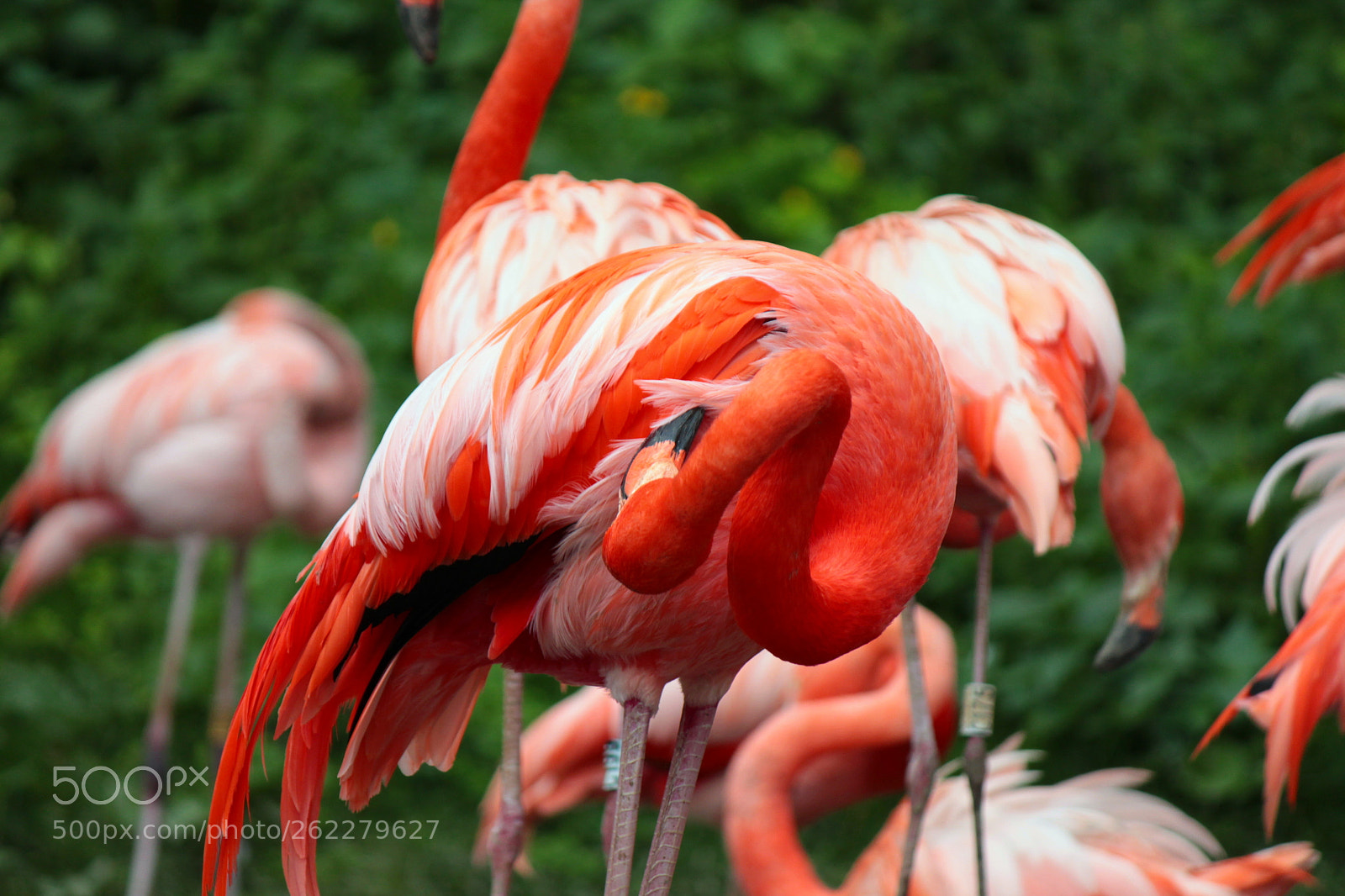 Canon EF-S 55-250mm F4-5.6 IS II sample photo. Img photography