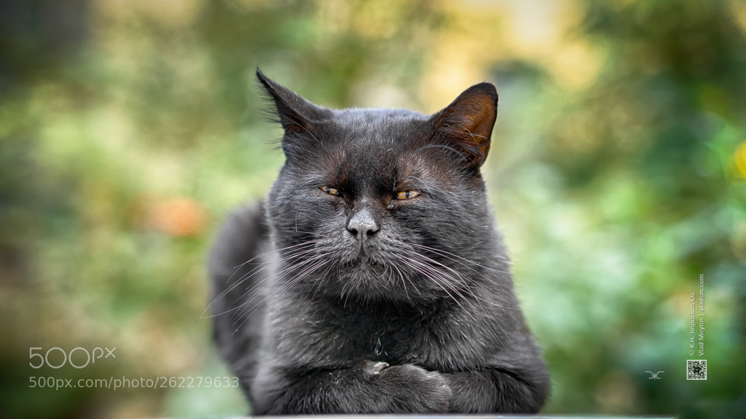 Sony a7 sample photo. Wise stray cat in photography