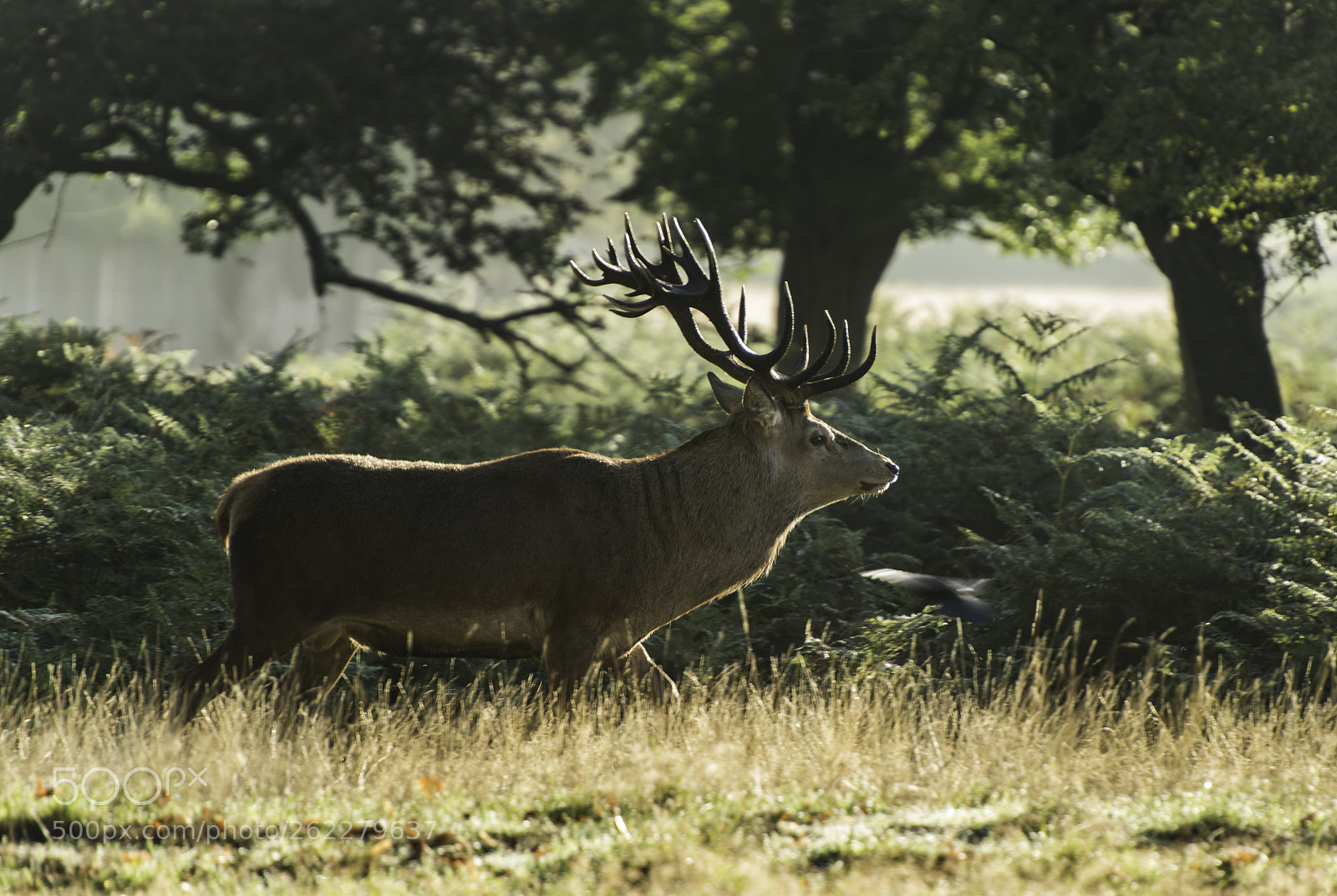 Nikon D800 sample photo. Stag photography