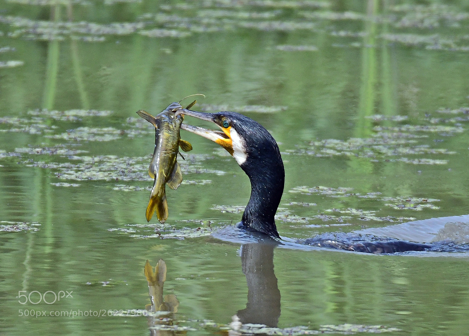 Sigma 150-600mm F5-6.3 DG OS HSM | S sample photo. Great cormorant photography