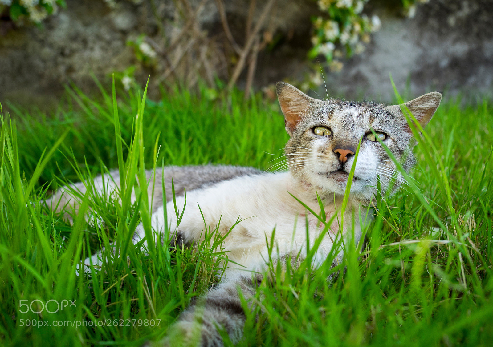 Olympus OM-D E-M1 sample photo. Lazy cat photography
