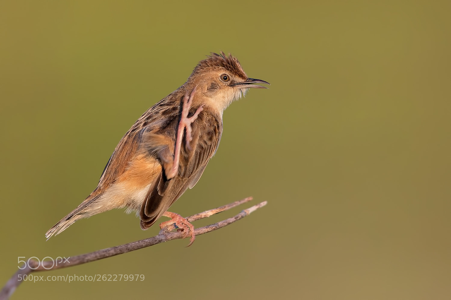 Canon EOS 5D Mark IV sample photo. Zitting cisticola - beccamoschino photography