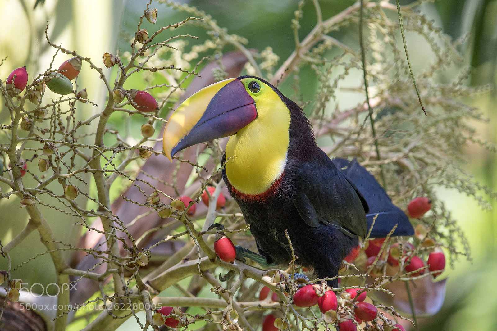 Canon EOS 7D Mark II sample photo. Chestnut-mandibled toucan, costa rica photography