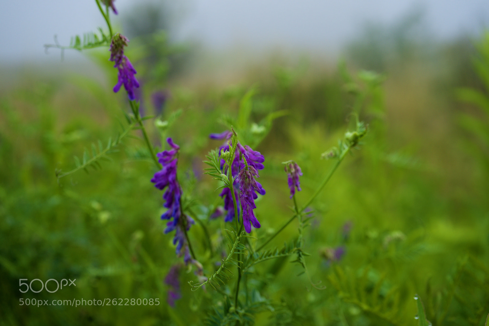 Sony a7 sample photo. Pink flower photography