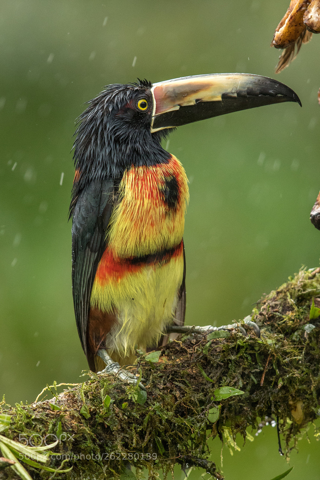 Canon EOS 7D Mark II sample photo. Collared aracari, costa rica photography