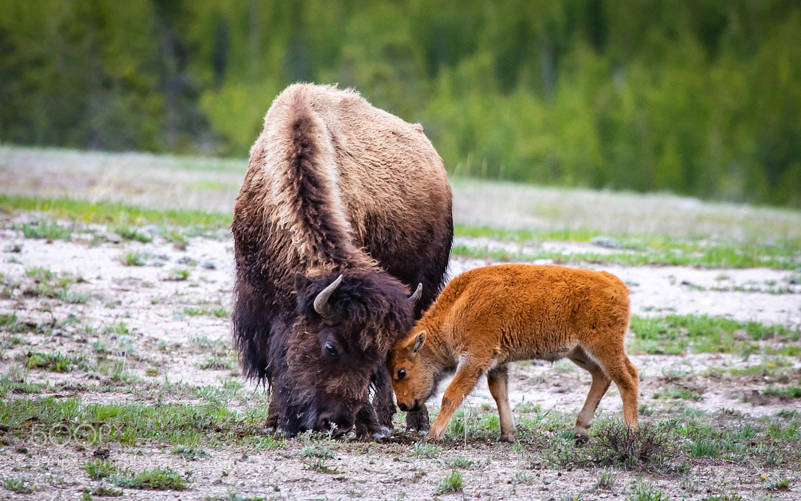 Canon EOS 5D Mark IV sample photo. Bison flight photography