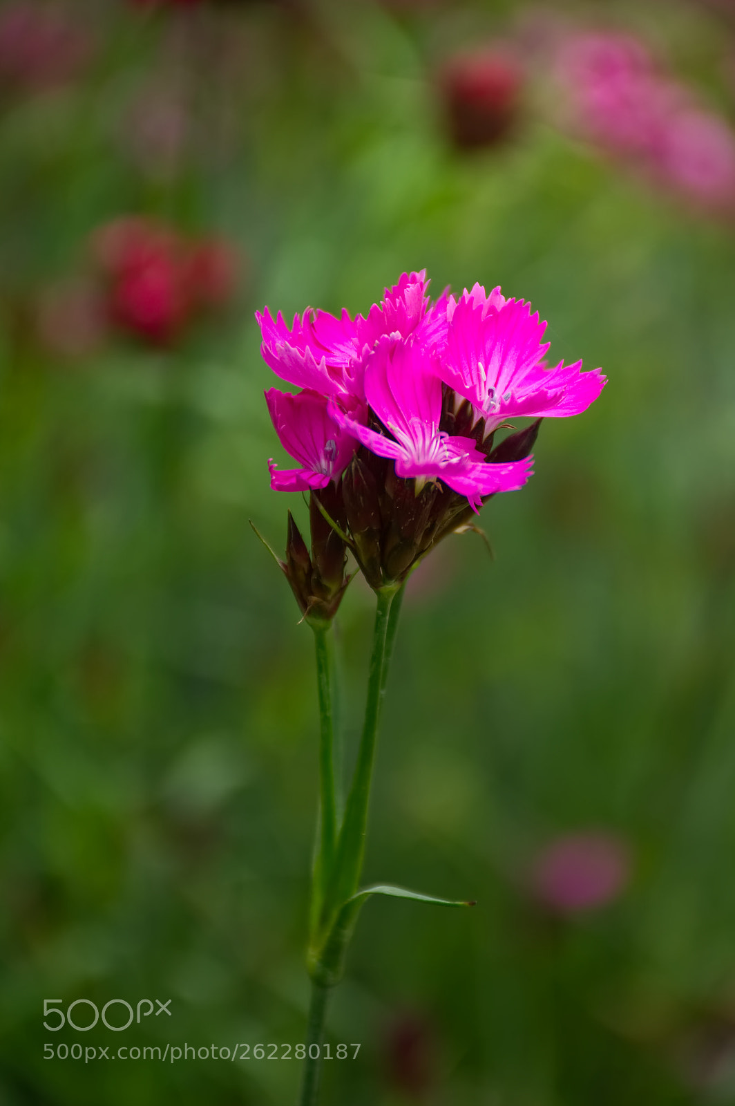 Nikon D5100 sample photo. In the pink photography