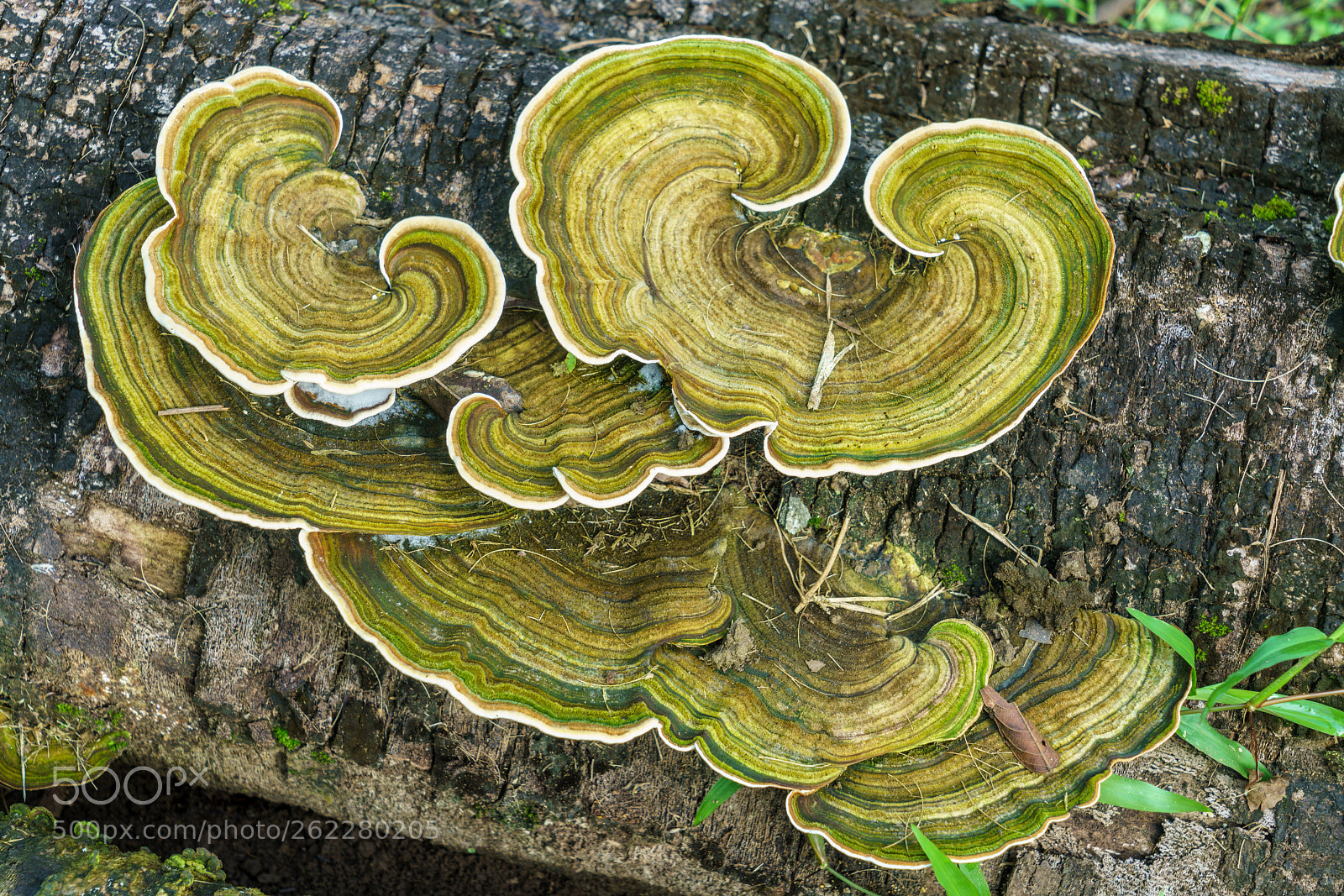 Sony a7R II sample photo. Colorful tree mushroom photography