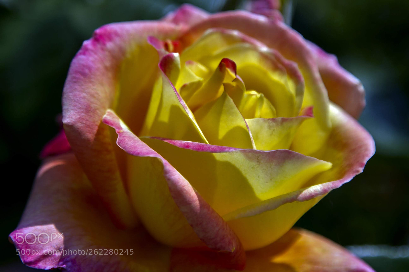 Canon EOS 7D sample photo. Love and peace rose photography