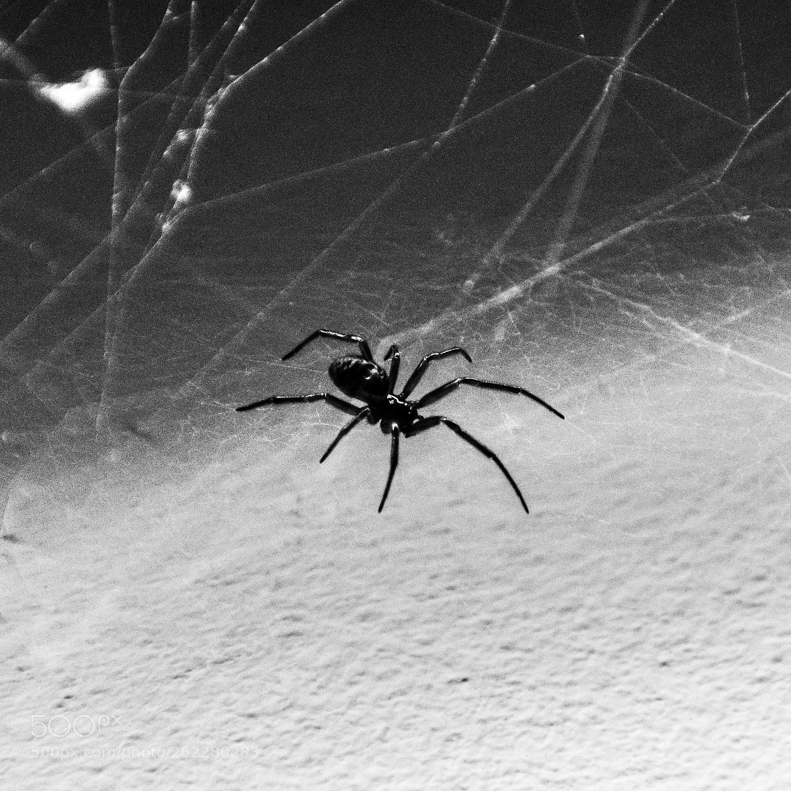 Nikon D5300 sample photo. Spider photography