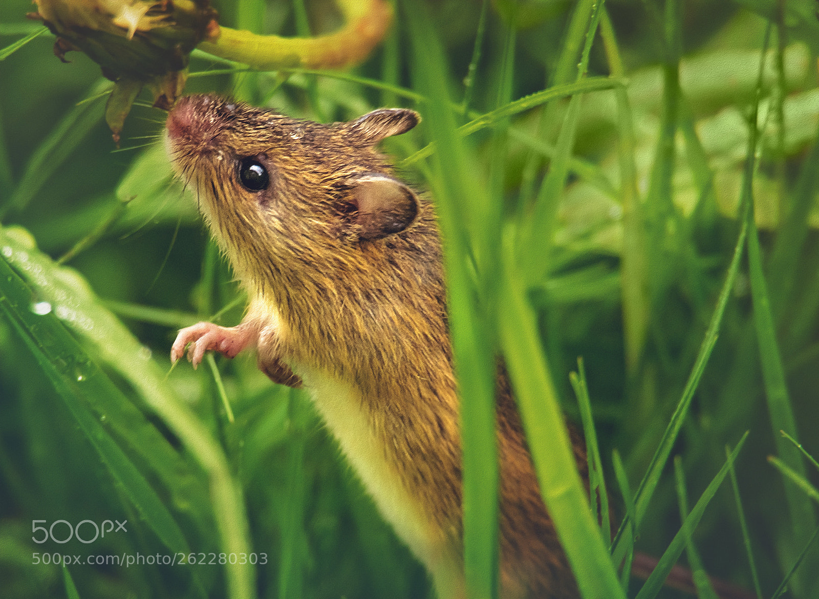 Nikon D500 sample photo. Pest pest control photography