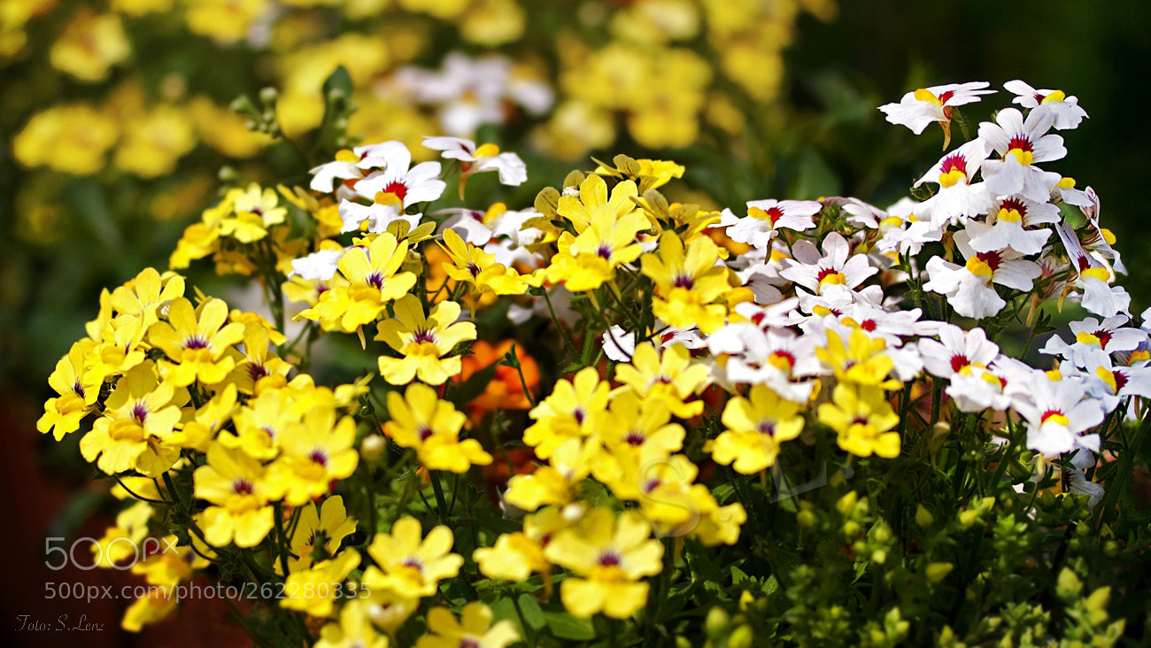 Canon EOS 650D (EOS Rebel T4i / EOS Kiss X6i) sample photo. Lovingly arranged photography