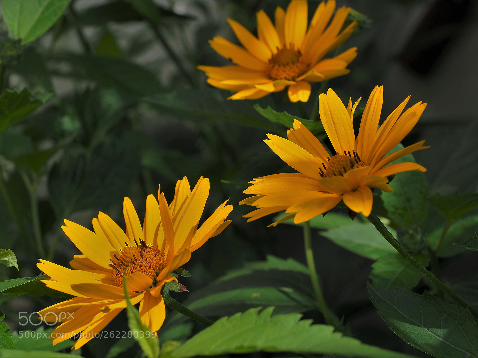 Olympus OM-D E-M1 Mark II sample photo. Penumbra photography