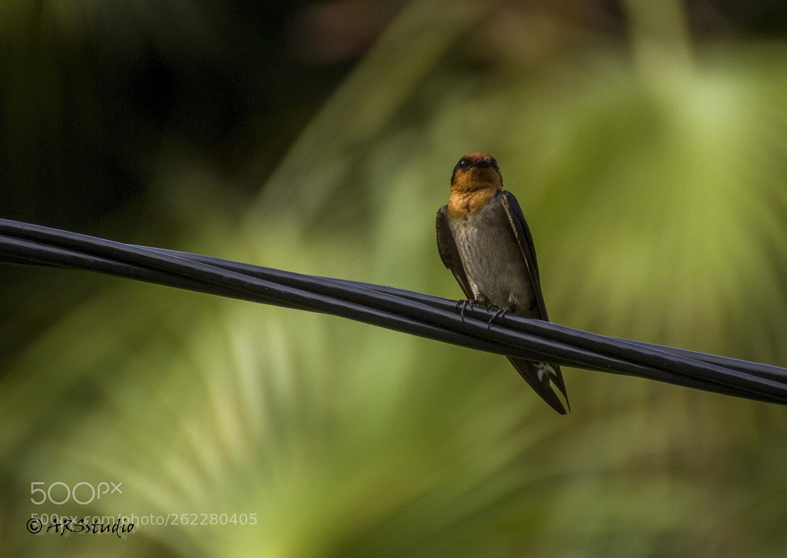 Canon EOS 600D (Rebel EOS T3i / EOS Kiss X5) sample photo. Bird on wire photography