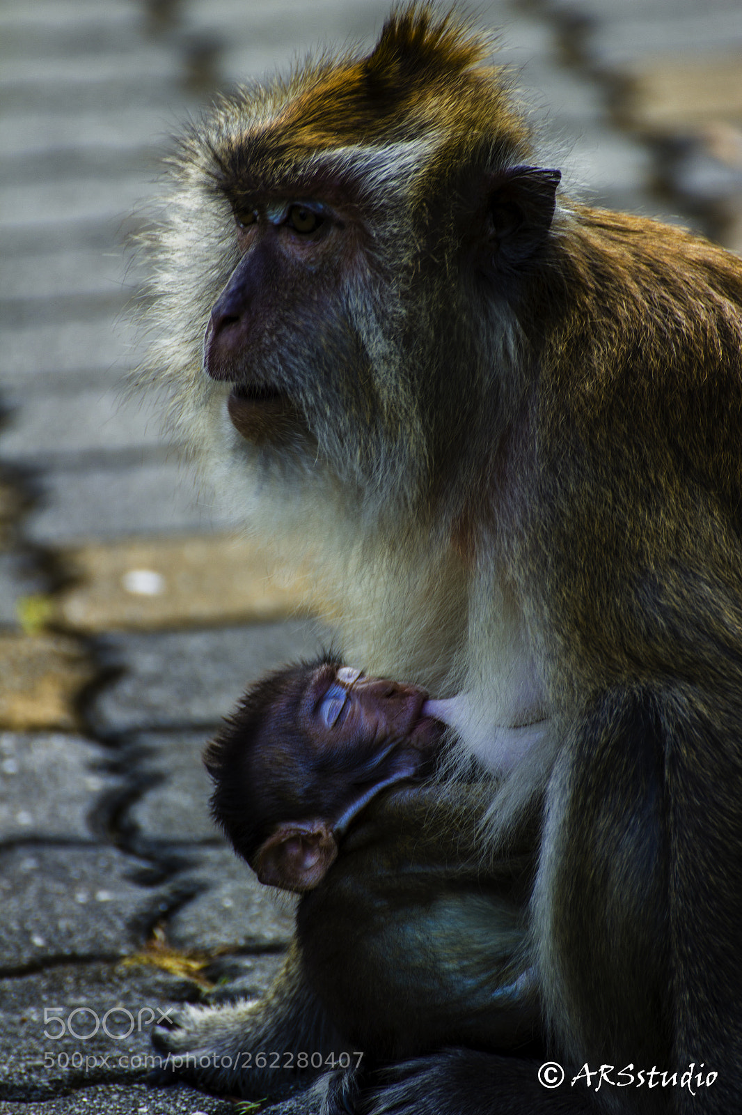 Canon EOS 600D (Rebel EOS T3i / EOS Kiss X5) sample photo. New born monkey photography