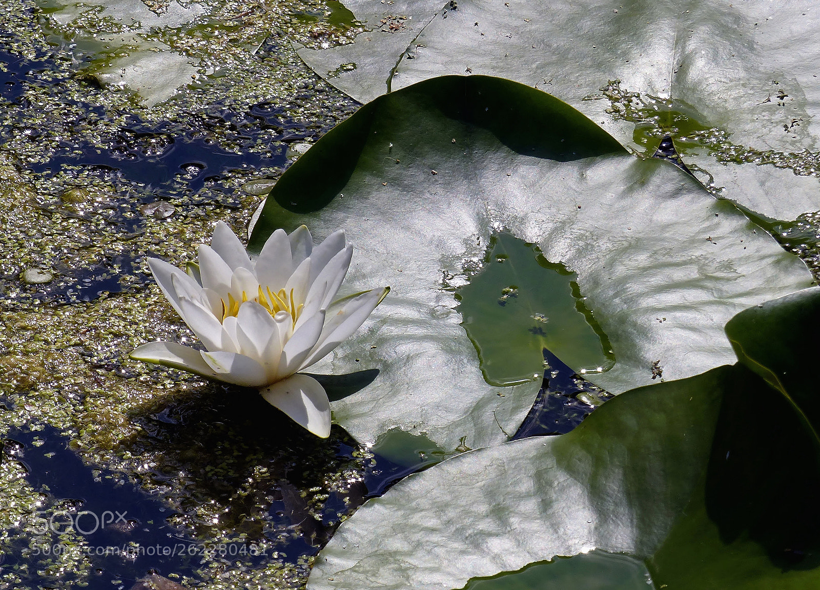 Panasonic Lumix DMC-FZ200 sample photo. Beauty on the pond .... photography