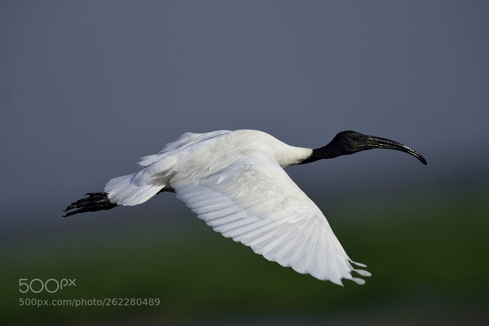 AF-S Nikkor 300mm f/2.8D IF-ED II sample photo. Dsc photography