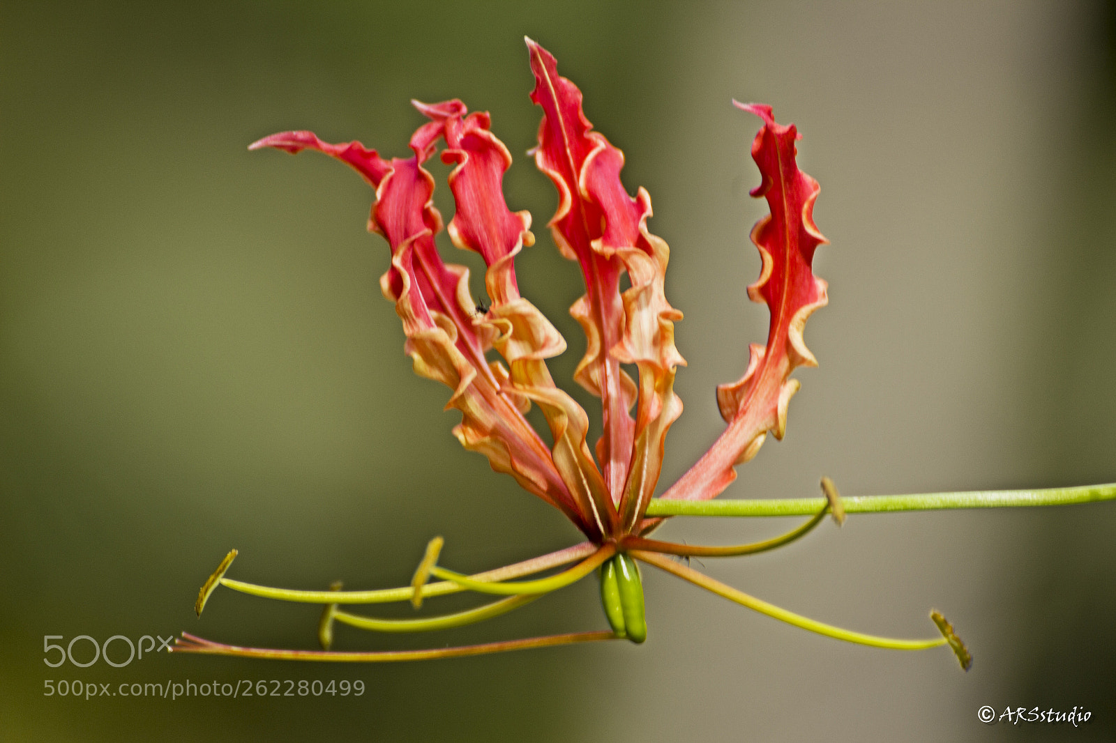 Canon EOS 600D (Rebel EOS T3i / EOS Kiss X5) sample photo. Red flower photography
