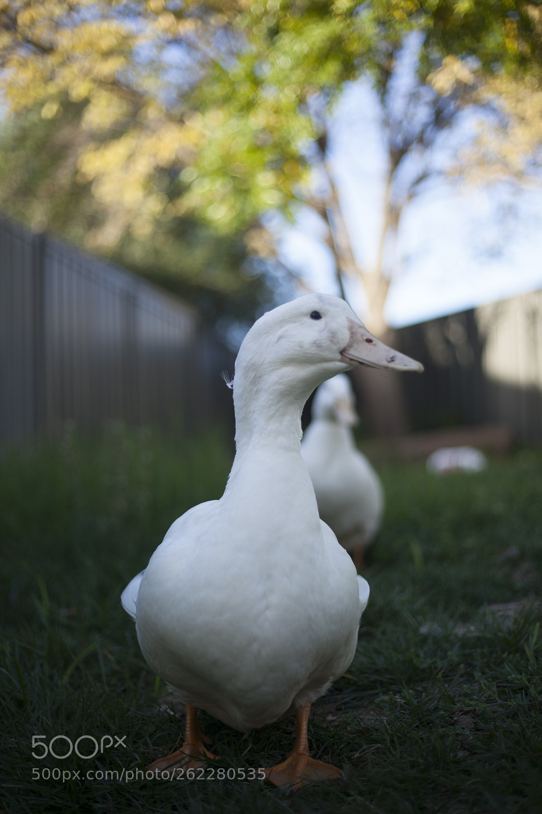 Canon EOS 5D Mark II sample photo. Puddles photography
