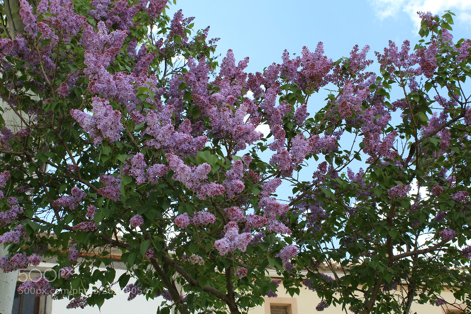 Canon EOS 1300D (EOS Rebel T6 / EOS Kiss X80) sample photo. Lilas photography
