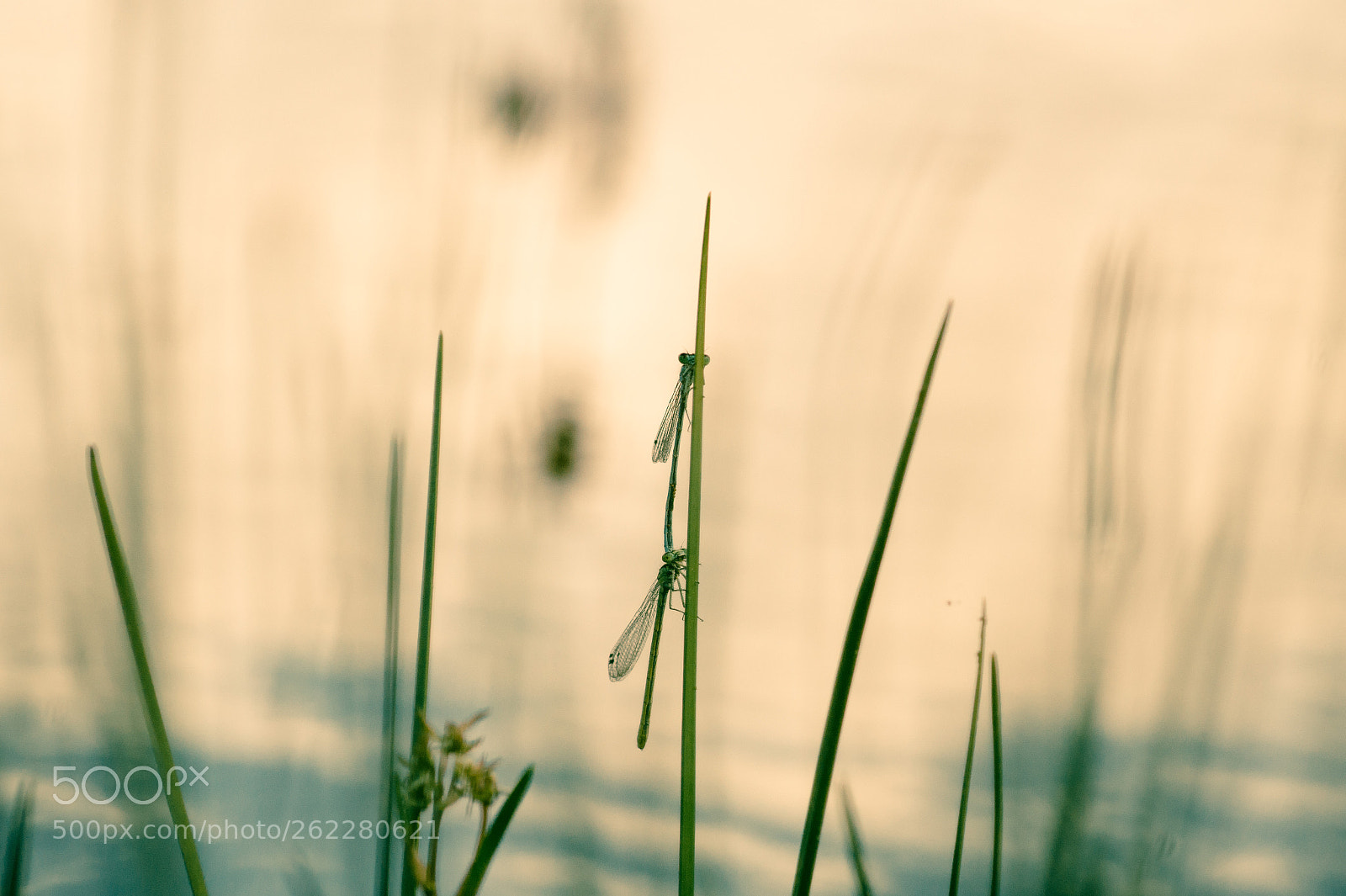 Sony SLT-A58 sample photo. Dragonflies photography