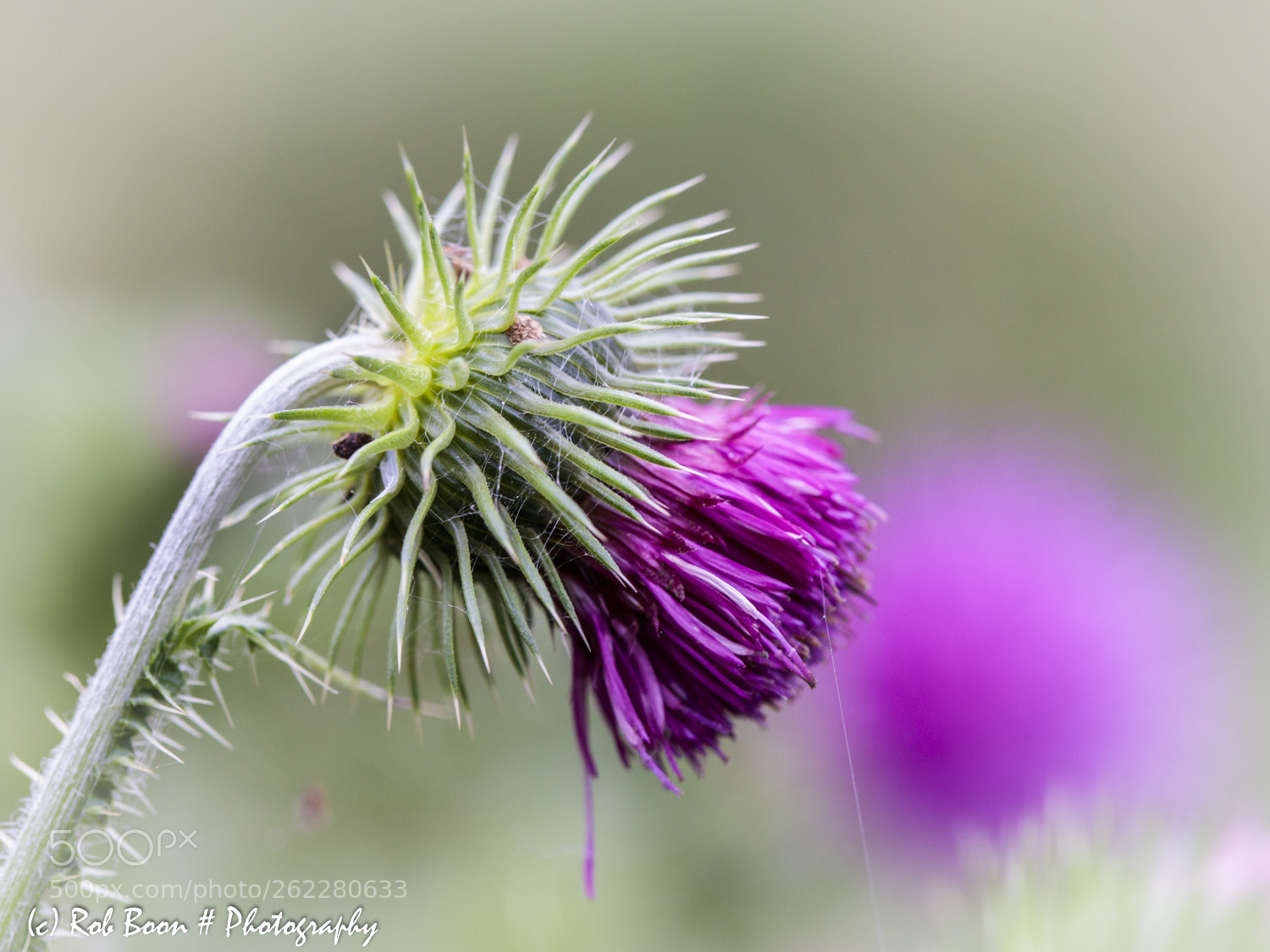 Canon EOS 5DS sample photo. Thistle 3 photography