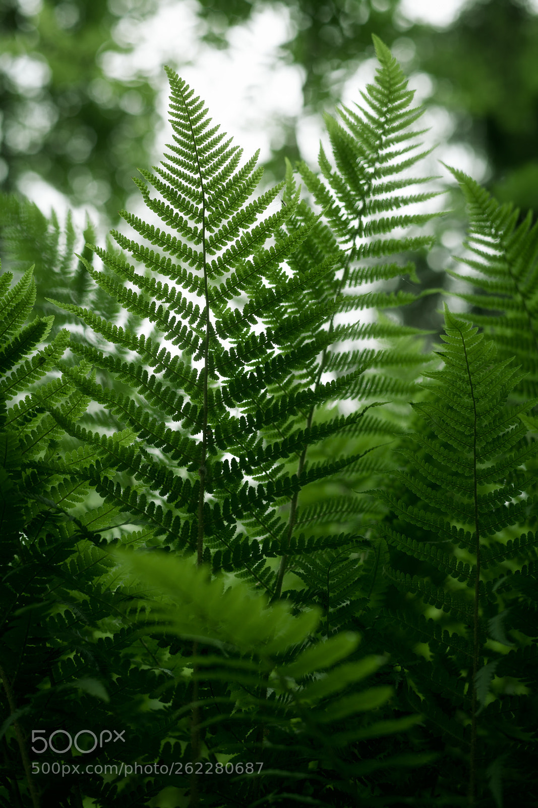Canon EOS 5D Mark II sample photo. Below the fern photography