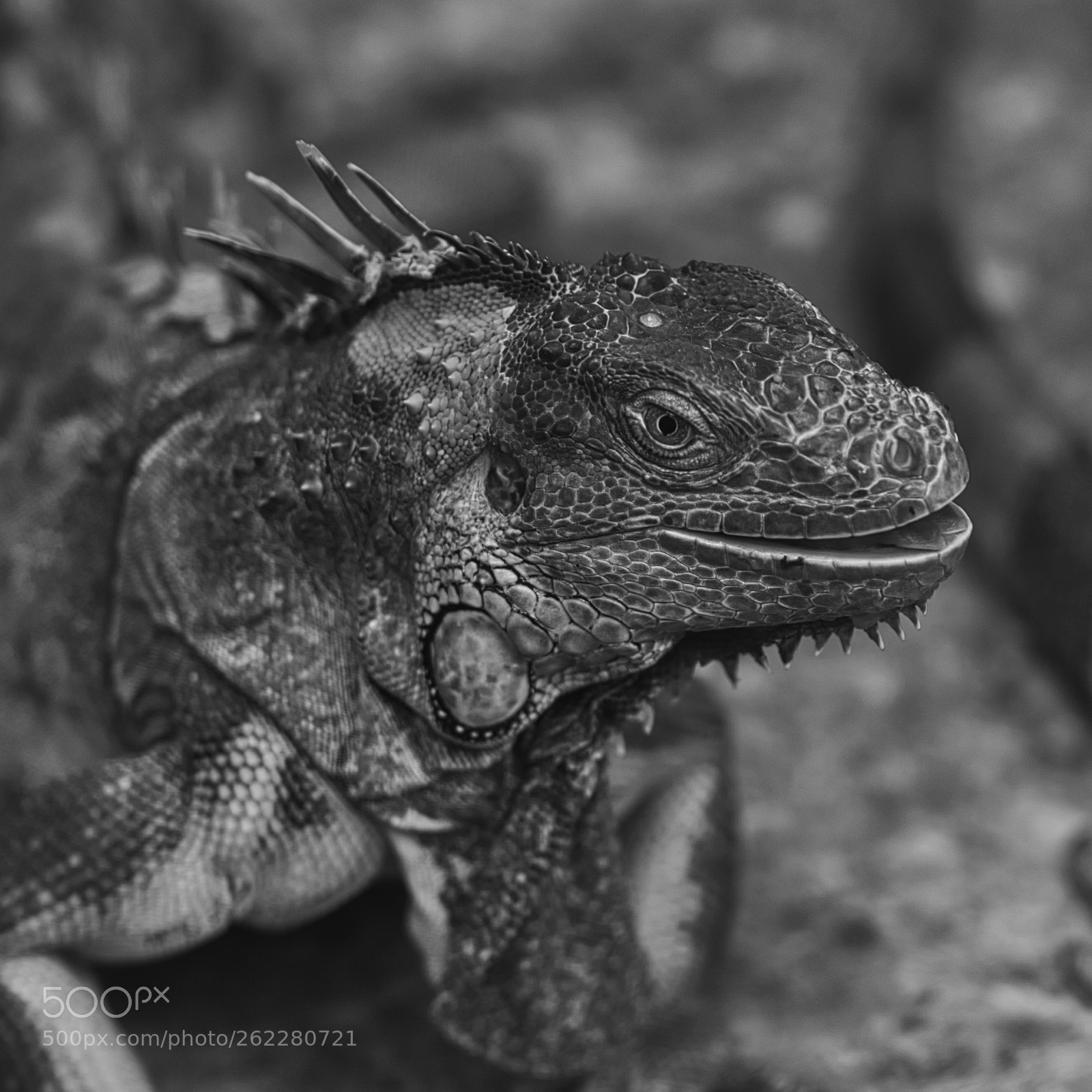 Nikon D7100 sample photo. Mr iggy photography
