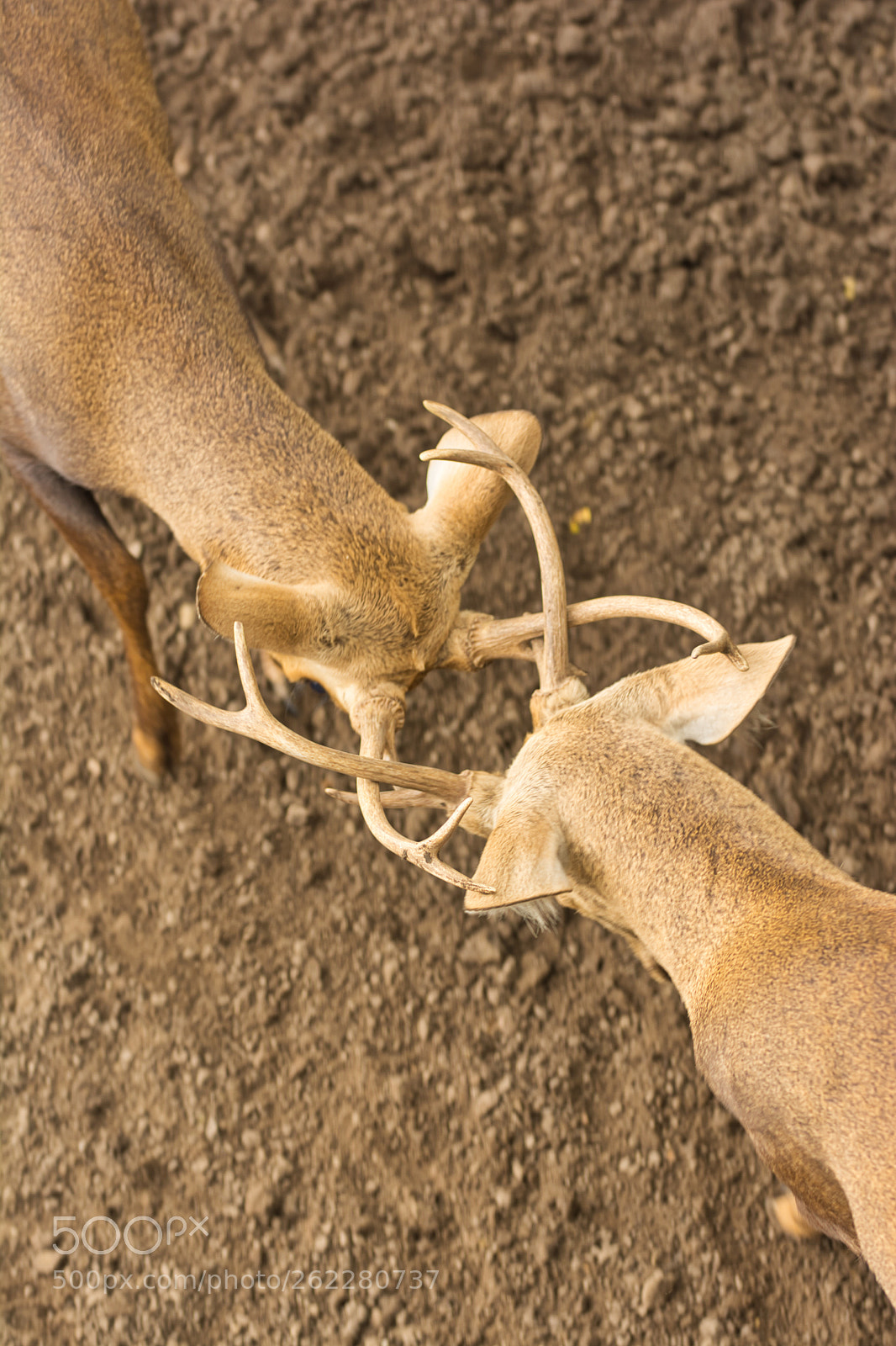 Nikon D7100 sample photo. Bucks buck photography