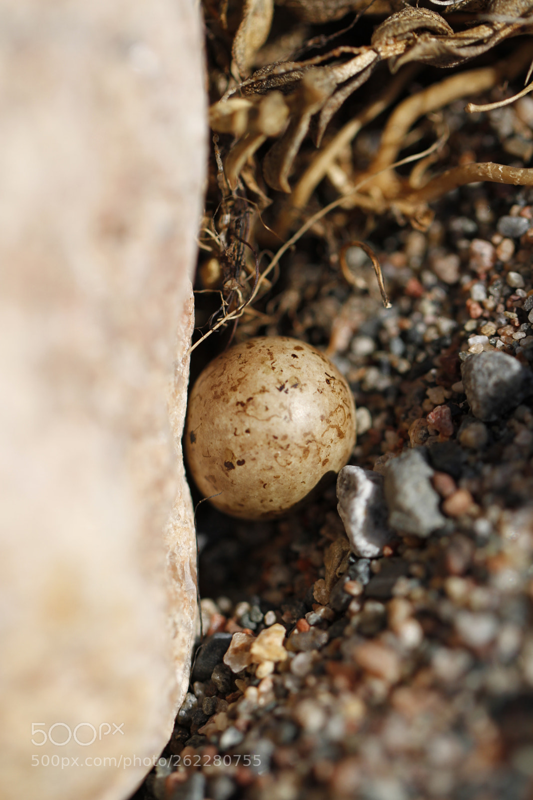 Canon EF 100mm F2.8L Macro IS USM sample photo. One lonely lapland longspur photography