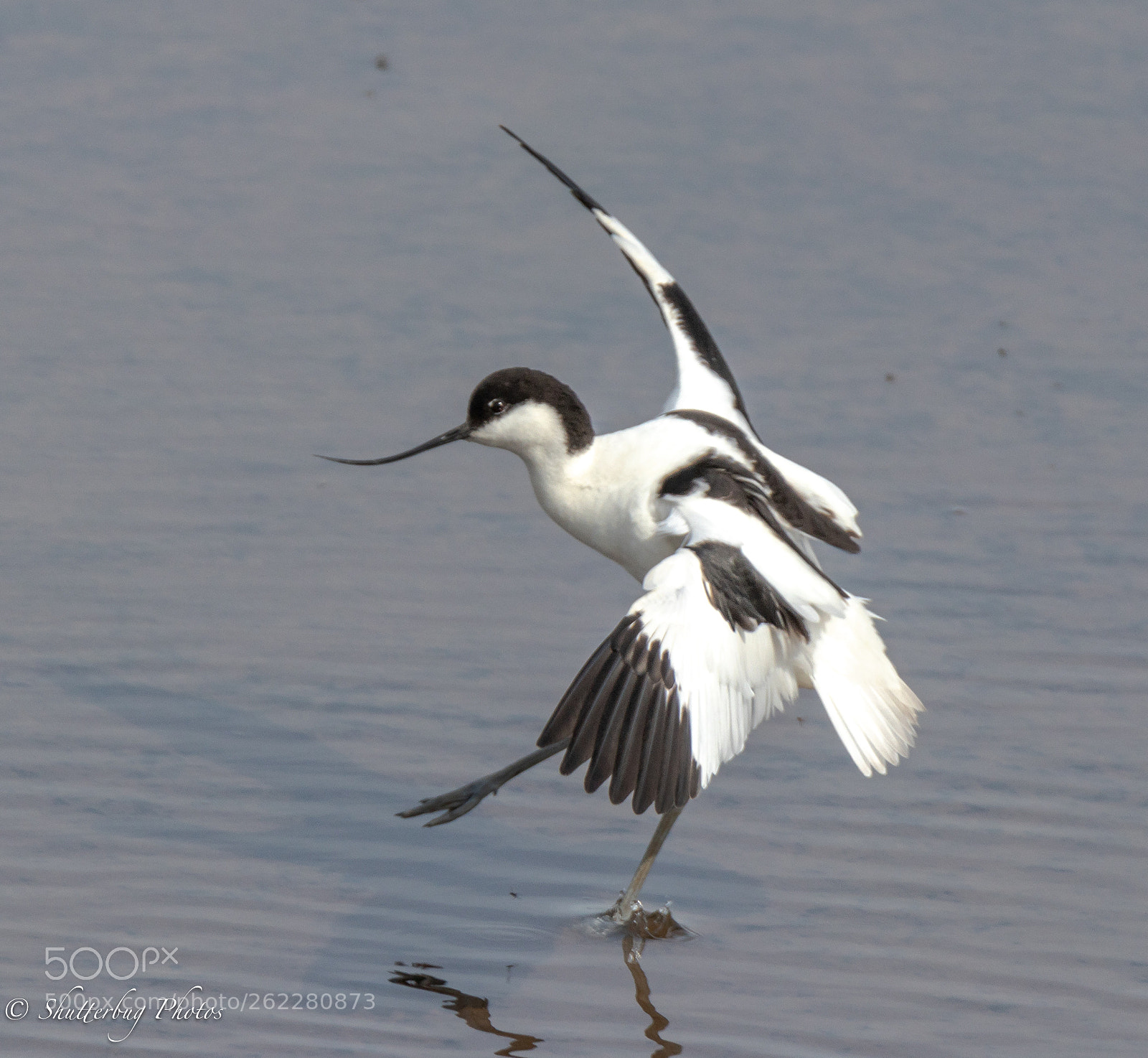 Canon EOS 80D sample photo. Dancing avocet photography