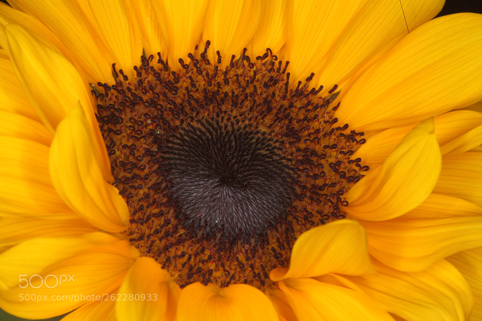 Canon EOS 5D Mark II sample photo. Img photography